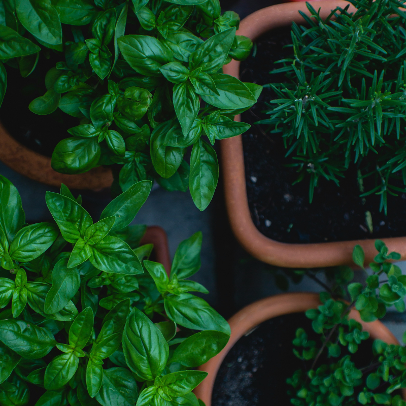 Jardinería en la Cocina: Cultivar Hierbas y Vegetales en Casa