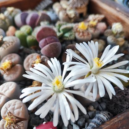 Semillas lithops Mix