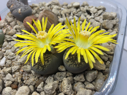 Semillas lithops Mix