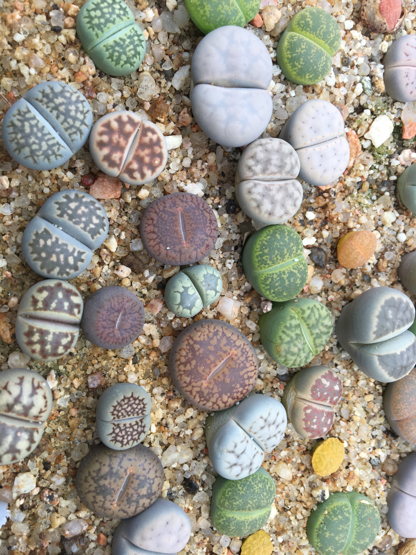 Semillas lithops Mix