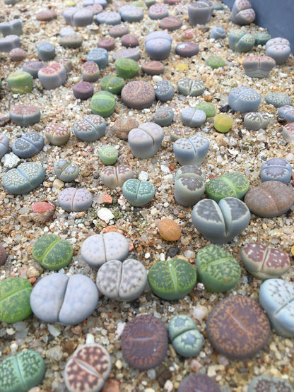 Semillas lithops Mix