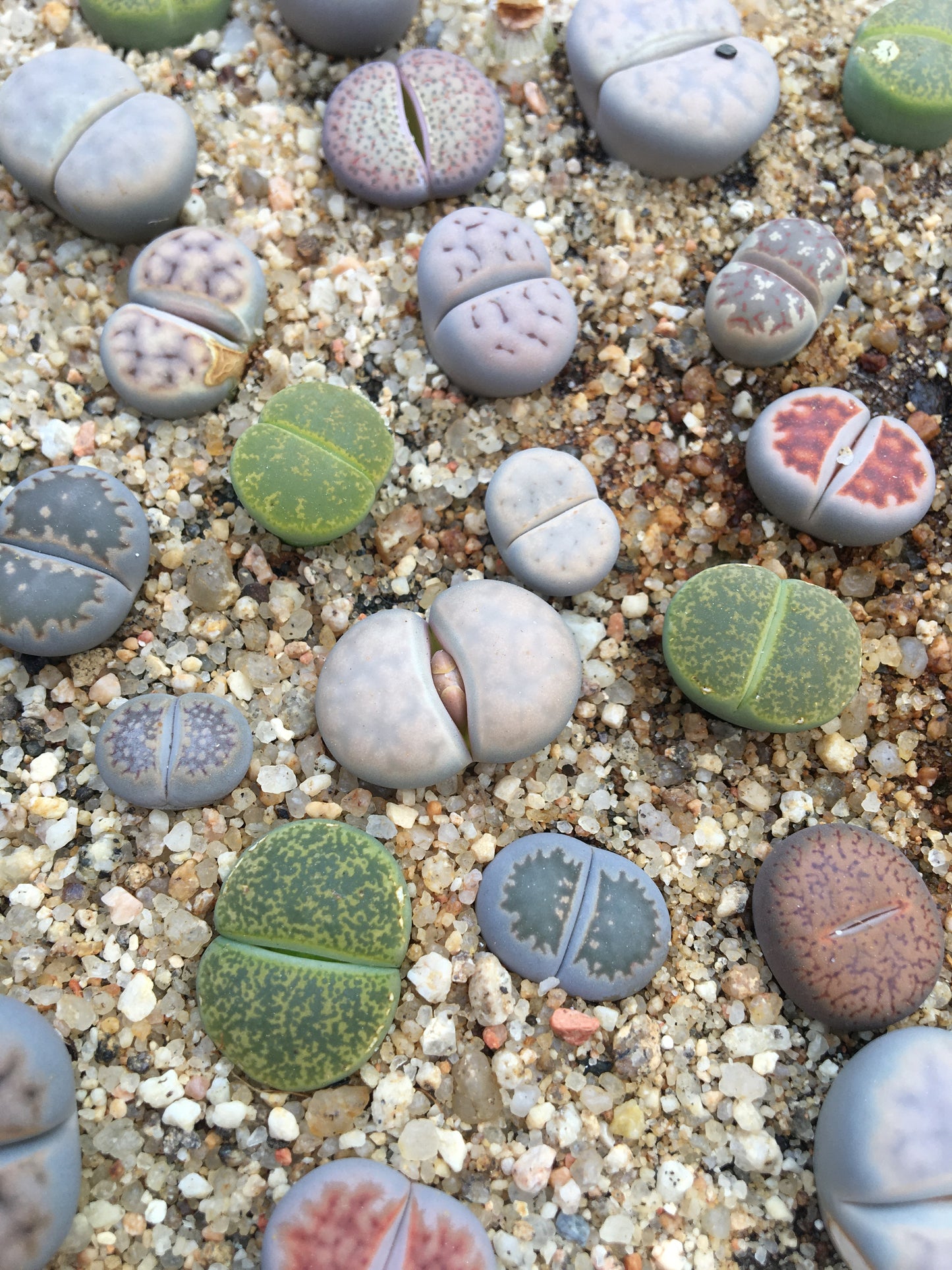 Semillas lithops Mix